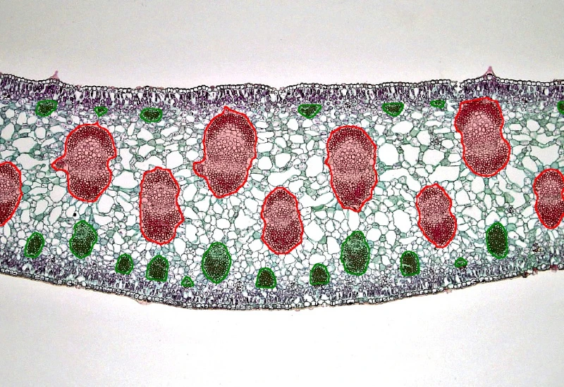 Dynamic Content Image